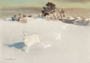 Winter Hare by the Fence